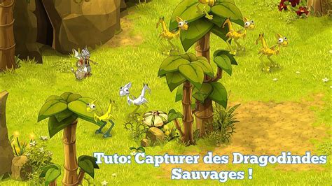 Tuto : Capturer des Dragodindes Sauvages ! .